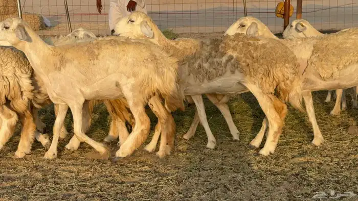 غنم حريات حرش خلفات 2