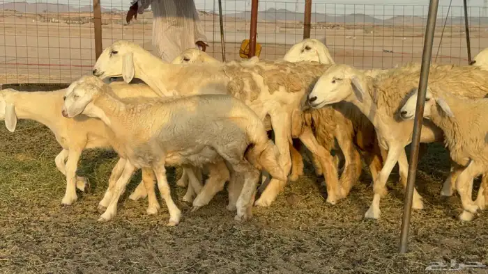 غنم حريات حرش خلفات 4