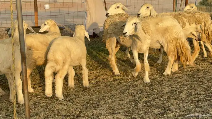 غنم حريات حرش خلفات 3