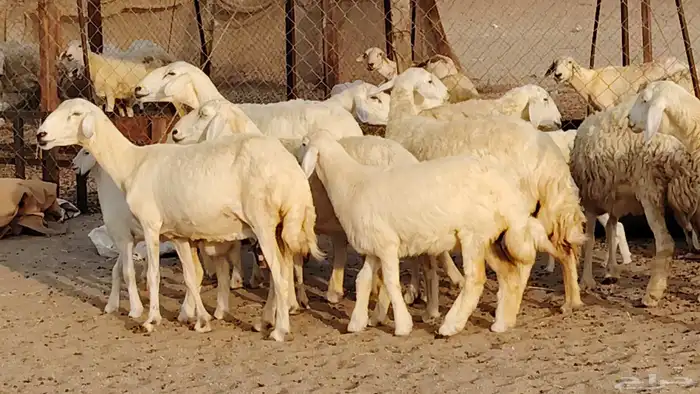 غنم حريه خلفات 11 تحتها 11 بهمها طيب وقيامه ممتاز جدا 29