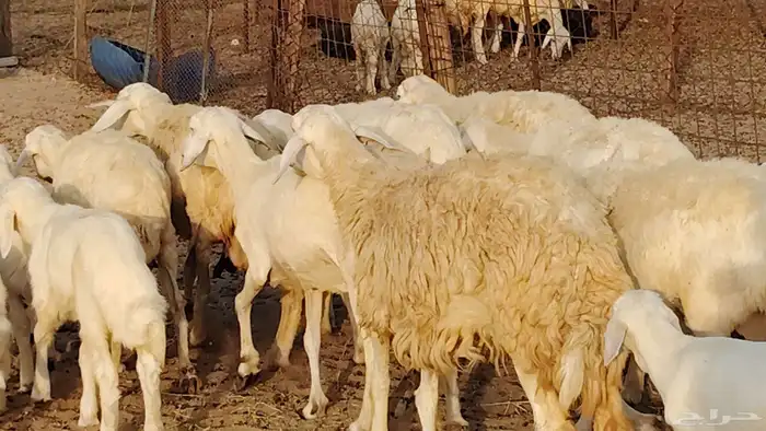 غنم حريه خلفات 11 تحتها 11 بهمها طيب وقيامه ممتاز جدا 5