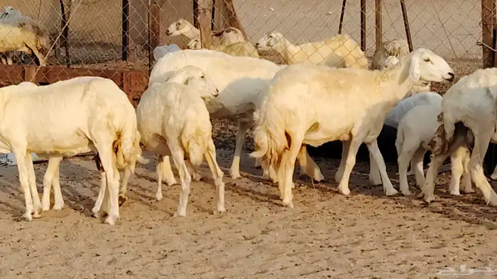 غنم حريه خلفات 11 تحتها 11 بهمها طيب وقيامه ممتاز جدا 3