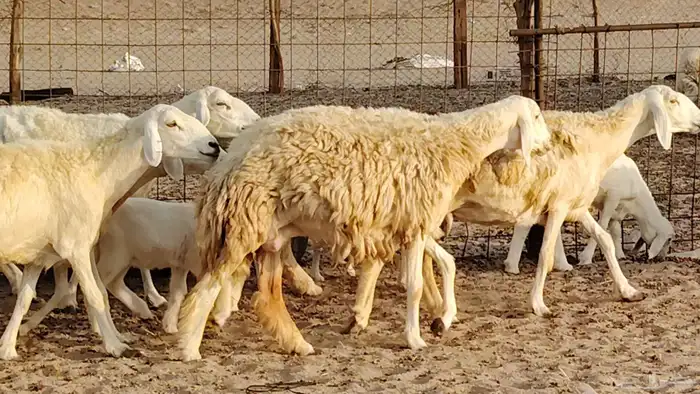 غنم حريه خلفات 11 تحتها 11 بهمها طيب وقيامه ممتاز جدا 2