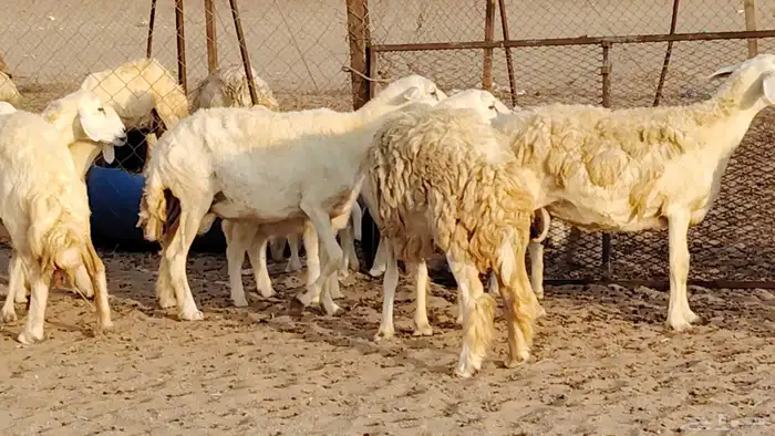 غنم حريه خلفات 11 تحتها 11 بهمها طيب وقيامه ممتاز جدا 4