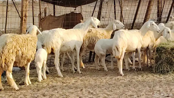 غنم حريه خلفات 11 تحتها 11 بهمها طيب وقيامه ممتاز جدا 18