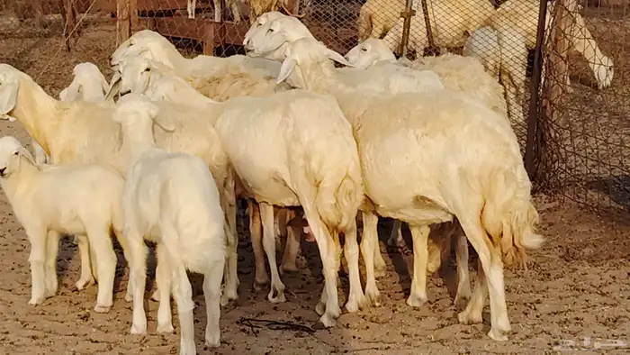 غنم حريه خلفات 11 تحتها 11 بهمها طيب وقيامه ممتاز جدا 7