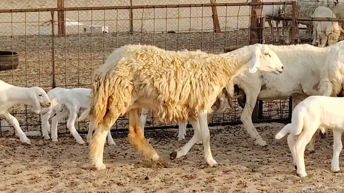 غنم حريه خلفات 11 تحتها 11 بهمها طيب وقيامه ممتاز جدا 8