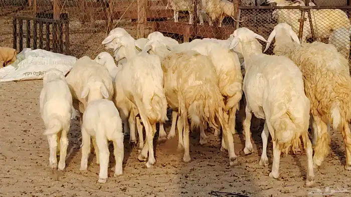 غنم حريه خلفات 11 تحتها 11 بهمها طيب وقيامه ممتاز جدا 12