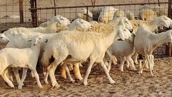 غنم حريه خلفات 11 تحتها 11 بهمها طيب وقيامه ممتاز جدا 26