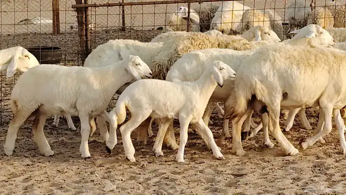 غنم حريه خلفات 11 تحتها 11 بهمها طيب وقيامه ممتاز جدا 25