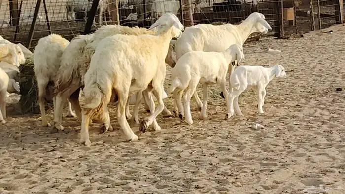 غنم حريه خلفات 11 تحتها 11 بهمها طيب وقيامه ممتاز جدا 23