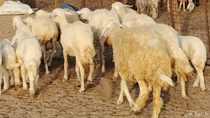 غنم حريه خلفات 11 تحتها 11 بهمها طيب وقيامه ممتاز جدا 6