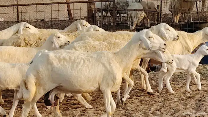 غنم حريه خلفات 11 تحتها 11 بهمها طيب وقيامه ممتاز جدا 10