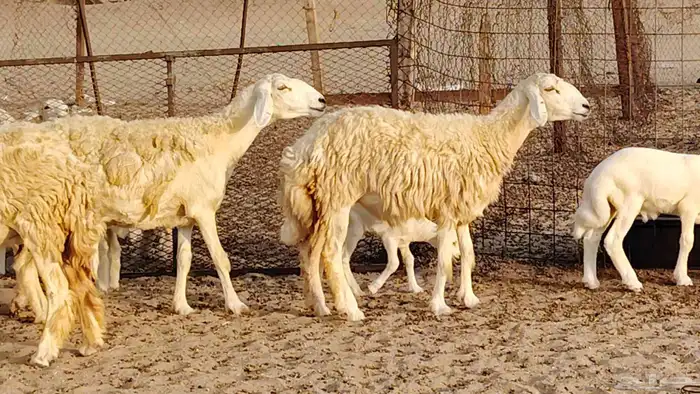 غنم حريه خلفات 11 تحتها 11 بهمها طيب وقيامه ممتاز جدا 28