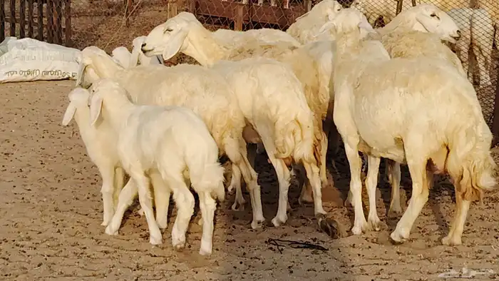 غنم حريه خلفات 11 تحتها 11 بهمها طيب وقيامه ممتاز جدا 21