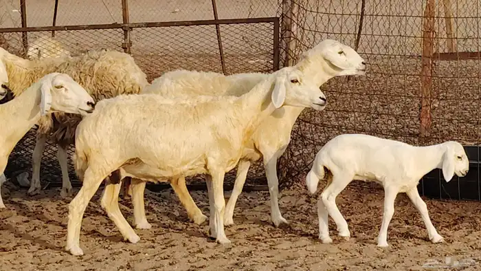 غنم حريه خلفات 11 تحتها 11 بهمها طيب وقيامه ممتاز جدا 19