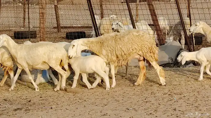 غنم حريه خلفات 11 تحتها 11 بهمها طيب وقيامه ممتاز جدا 14