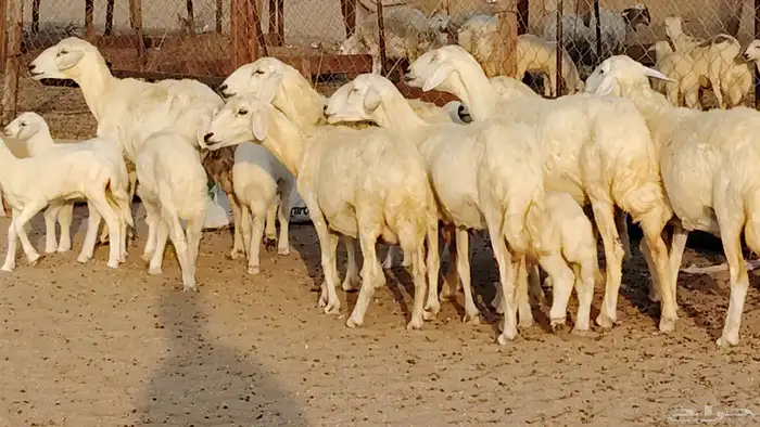 غنم حريه خلفات 11 تحتها 11 بهمها طيب وقيامه ممتاز جدا 20