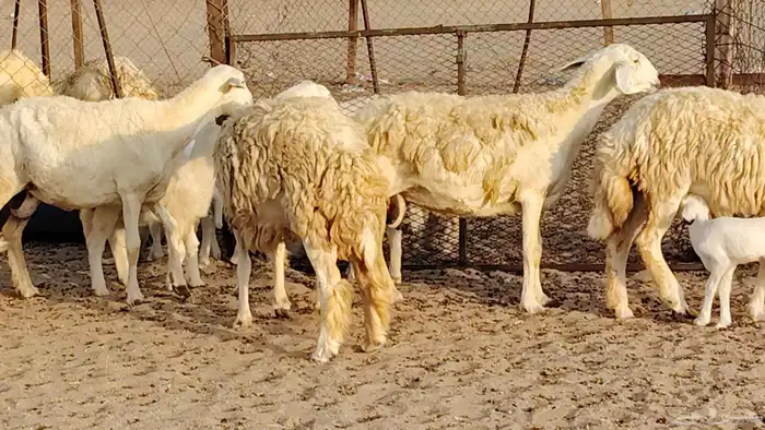 غنم حريه خلفات 11 تحتها 11 بهمها طيب وقيامه ممتاز جدا 1