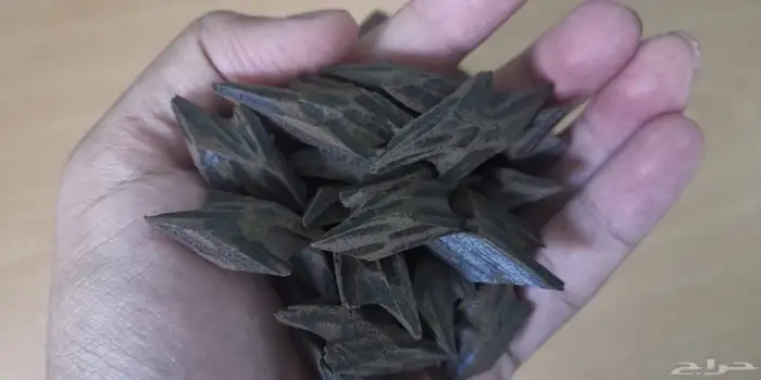 عود كمبودي تايقر درجة أولى 3