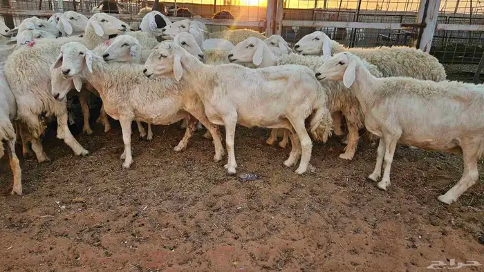 حريات مضاريع وحيل 0