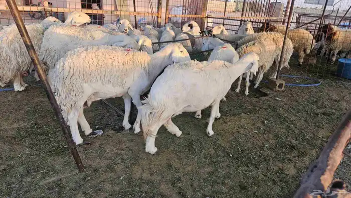 حريات مضاريع وحيل 3