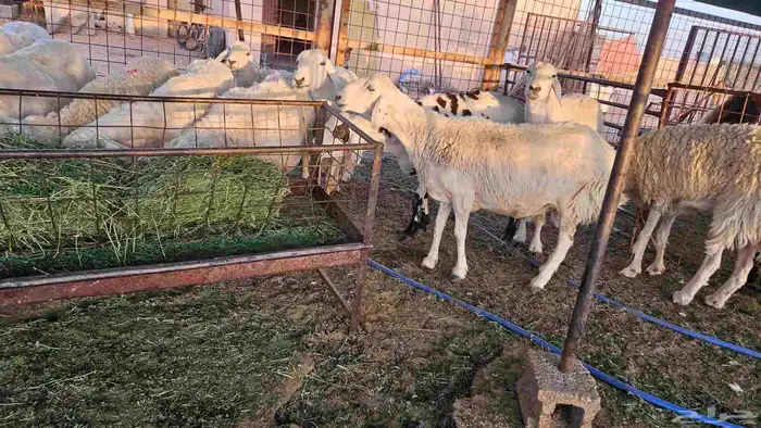حريات مضاريع وحيل 4