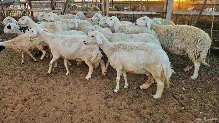 حريات مضاريع وحيل 1