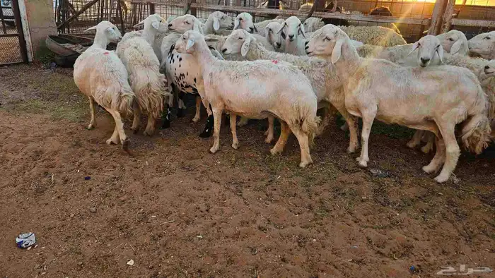 حريات مضاريع وحيل 5