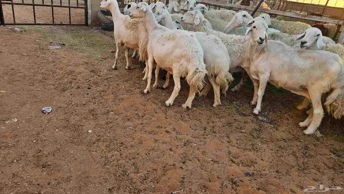حريات مضاريع وحيل 2
