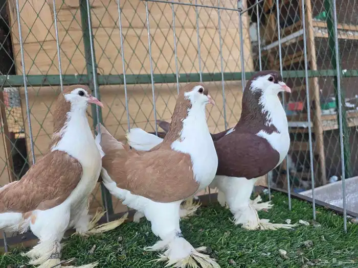 شيرازي اوروبي 2