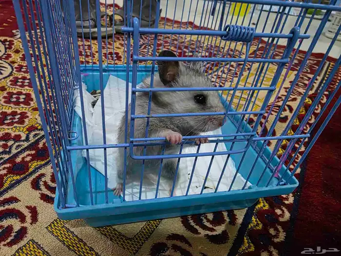 هامستر أليف للبيع 1