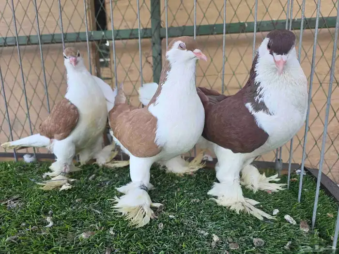 شيرازي اوروبي 3