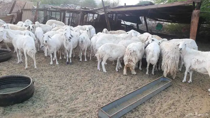 65 غنم حريات جنب 1