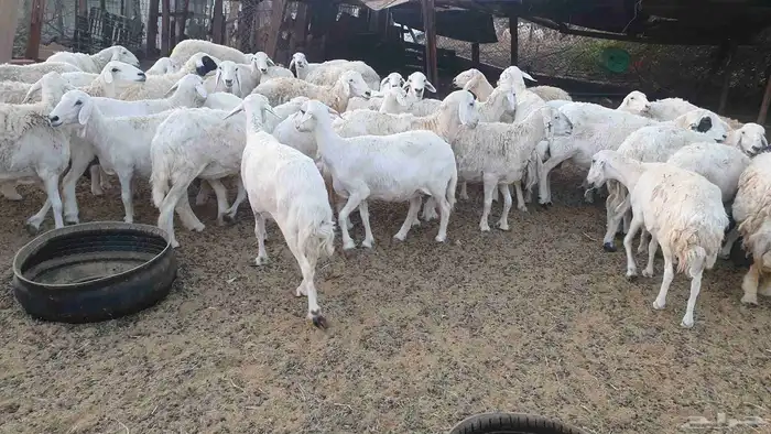 65 غنم حريات جنب 6