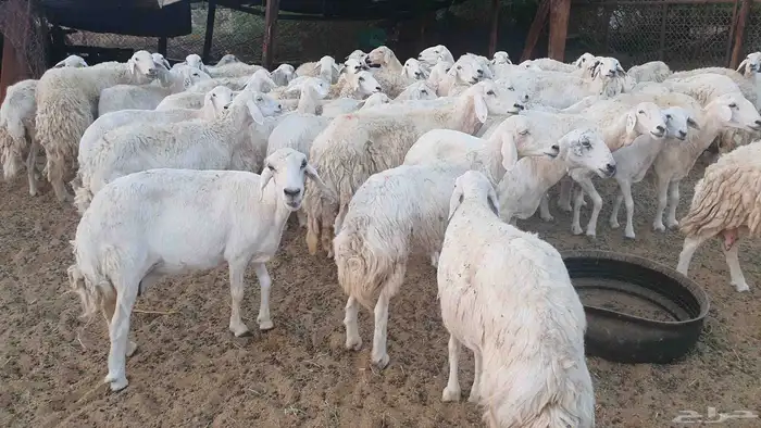 65 غنم حريات جنب 0
