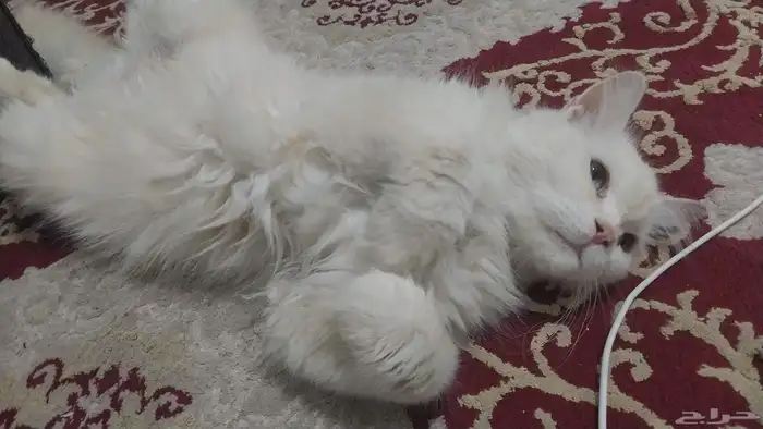 قطط للتبني 0