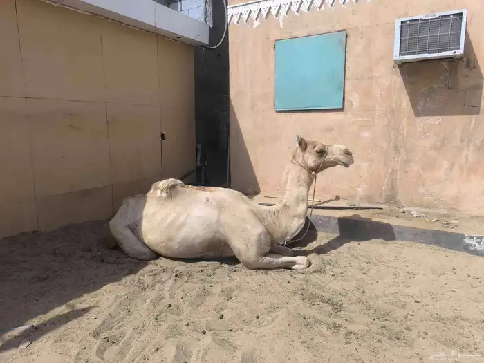 فحل وحصان وسيسي 3
