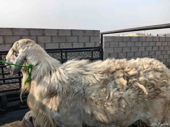 فحل حري مشروط 3