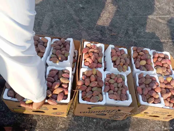 لوز القطيف 6