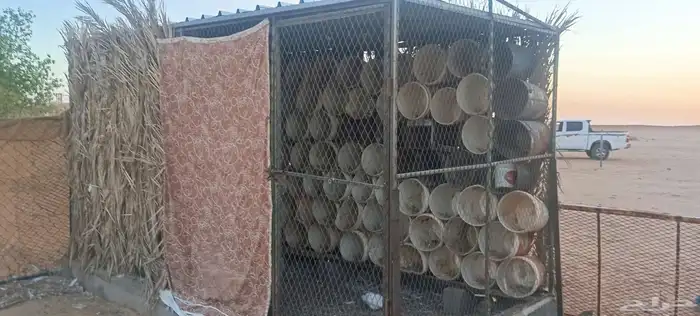 شبوك طيور للبيع 1