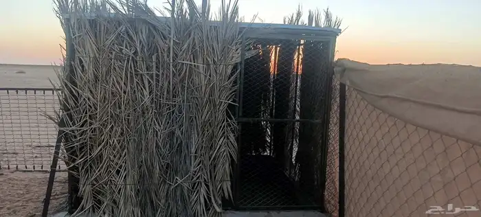 شبوك طيور للبيع 4