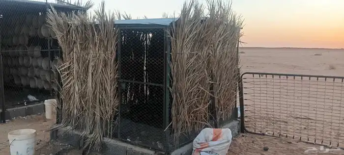 شبوك طيور للبيع 3