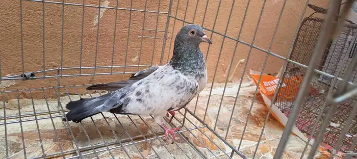 حمام باكستاني 3