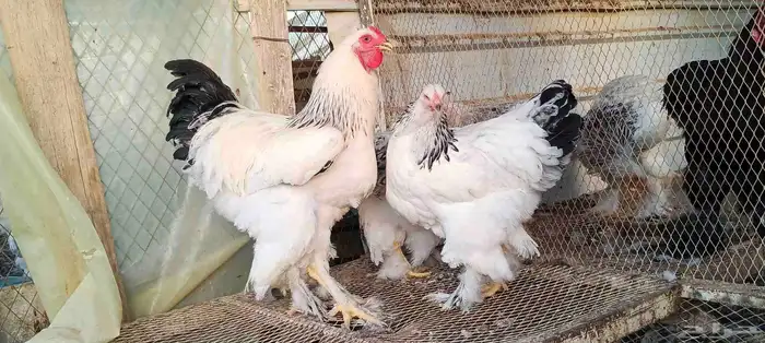 براهمه 1