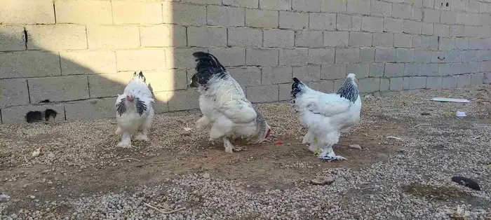 براهمه 3