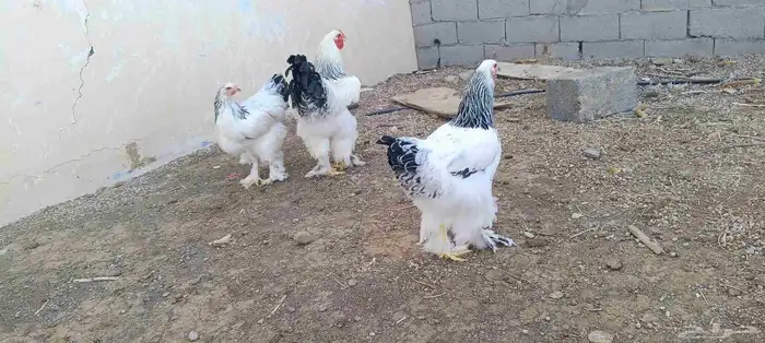 براهمه 2