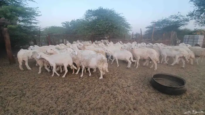 65 غنم حريات جنب 3