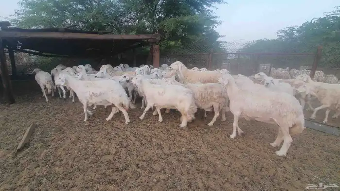 65 غنم حريات جنب 7