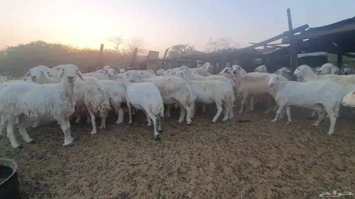 65 غنم حريات جنب 8